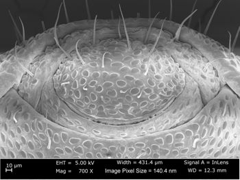 Media type: image;   Invertebrate Zoology 162243 Aspect: female anal plate